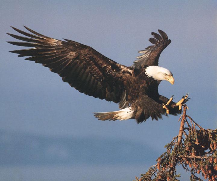 bald-eagle-landing-down-on-tree.jpg