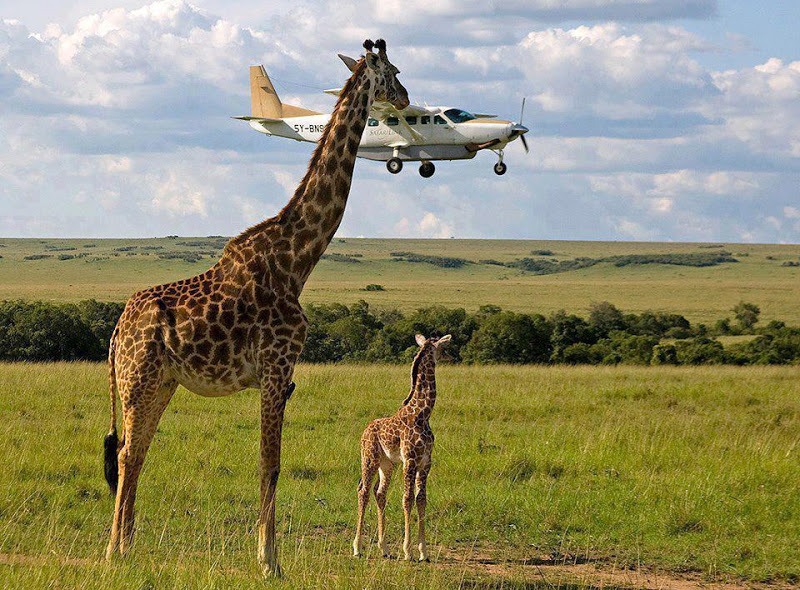 giraffe_catch_ the_ plane.jpg